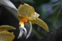 Stanhopea graveolens