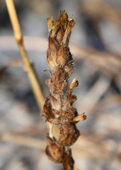 Castilleja victoriae