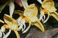 Stanhopea graveolens
