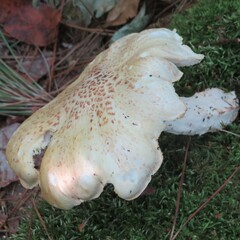 Neolentinus lepideus