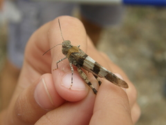 Oedipoda caerulescens