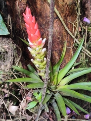 Guzmania monostachia