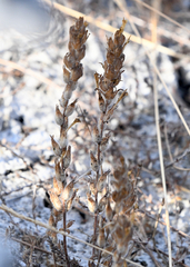 Castilleja victoriae