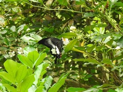 Papilio iswara