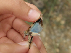 Oedipoda caerulescens