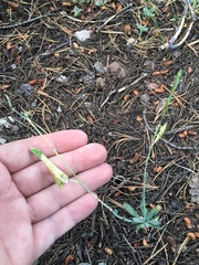 Boechera platysperma