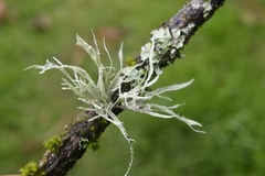 Ramalina celastri