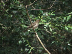 Turdus amaurochalinus