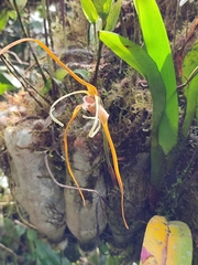 Maxillaria fractiflexa