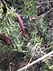 Neolasioptera lupini