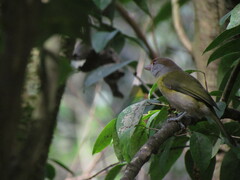 Cyclarhis gujanensis