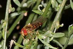 Episyrphus balteatus