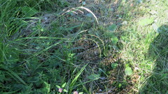 Elymus sibiricus