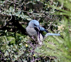 Aphelocoma wollweberi