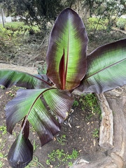 Ensete