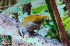 Saltator maximus