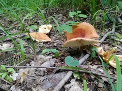 Lactarius aurantiacus