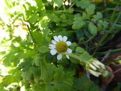 Tanacetum parthenium
