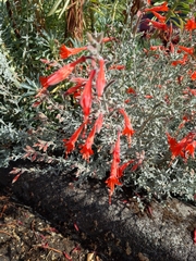 Epilobium canum