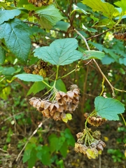 Physocarpus opulifolius
