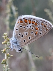 Polyommatus celina