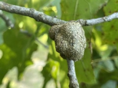 Callirhytis quercuspunctata