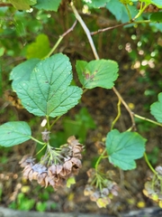 Physocarpus opulifolius