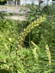 Cenchrus echinatus