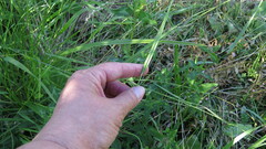 Elymus sibiricus