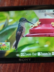 Heliodoxa imperatrix