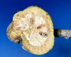 Callirhytis quercuspunctata