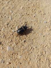 Lucanus barbarossa