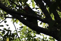 Amazona leucocephala