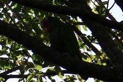 Amazona leucocephala
