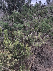 Neolasioptera lupini