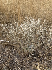 Eriogonum niveum