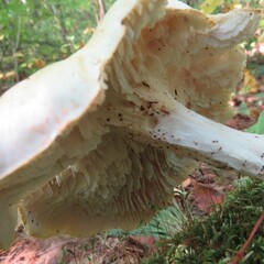 Neolentinus lepideus