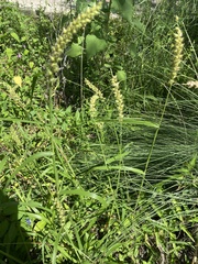 Cenchrus echinatus