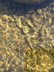 Neogobius melanostomus