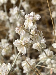 Eriogonum niveum