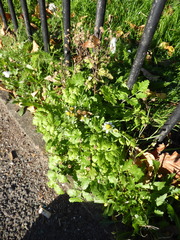 Tanacetum parthenium