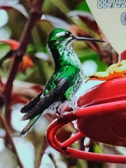 Heliodoxa imperatrix