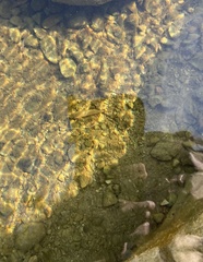 Neogobius melanostomus