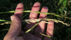 Elymus sibiricus