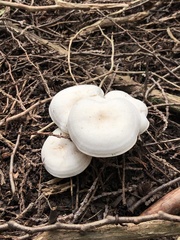 Melanoleuca verrucipes