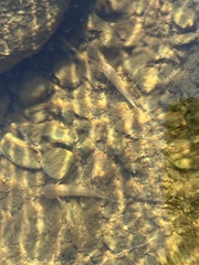 Neogobius melanostomus