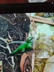 Heliodoxa imperatrix