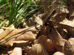 Alpaida gallardoi