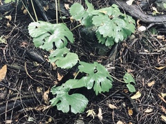 Sanguinaria canadensis