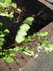 Robinia pseudoacacia